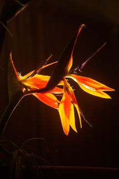 Strelitzia reginae backlit