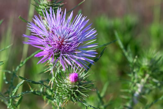 Wild thistle that grows in the countryside