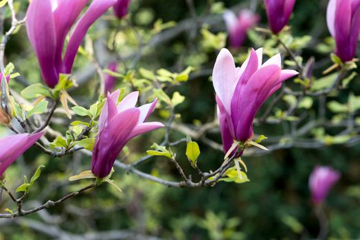 pink magnolia flowers