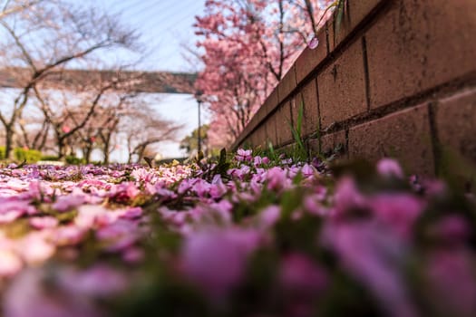 cherry blossom petals