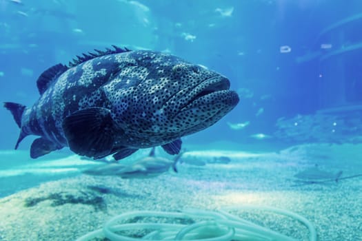 Exotic fish in the aquarium