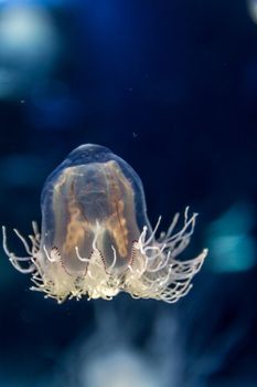 Jellyfish in aquarium.