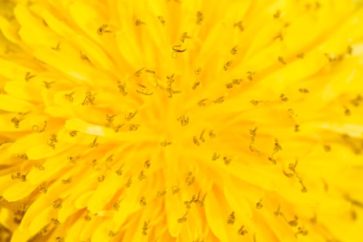 closeup yellow dandelion can be used as background