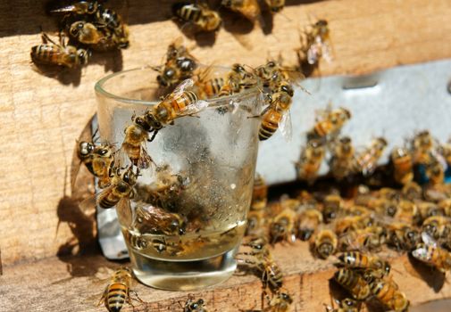 Beekeeping at Vietnam, Vietnamese agriculture, group of bee tank, group of beehive in Dalat jungle, honey is nutrition eating, bee working at bee nest
