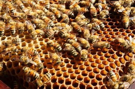 Beekeeping at Vietnam, Vietnamese agriculture, group of bee tank, group of beehive in Dalat jungle, honey is nutrition eating, bee working at bee nest