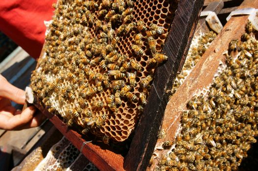 Beekeeping at Vietnam, Vietnamese agriculture, group of bee tank, group of beehive in Dalat jungle, honey is nutrition eating, bee working at bee nest