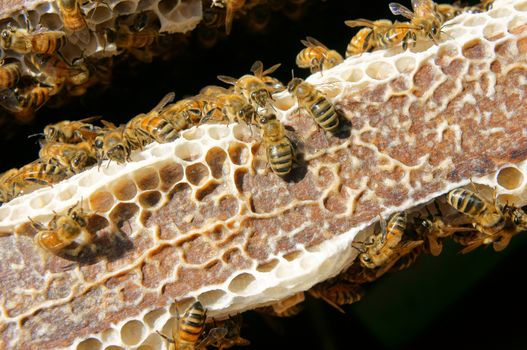 Beekeeping at Vietnam, Vietnamese agriculture, group of bee tank, group of beehive in Dalat jungle, honey is nutrition eating, bee working at bee nest