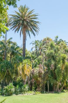 The Company Garden takes its name from the Dutch East India Company who first started the garden in 1652