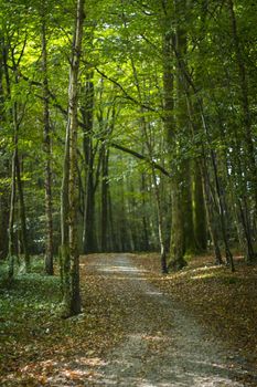 Path, brown with dead leaves, through a deciduous forest