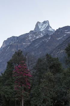 Fish Tail or Mt.Machhapuchhare in Annapurna Trekking Trail in Nepal.