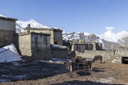Local houses at Muktinath village in lower Mustang district, Nepal. This photo was shot in early morning.
Area was cover by snow.