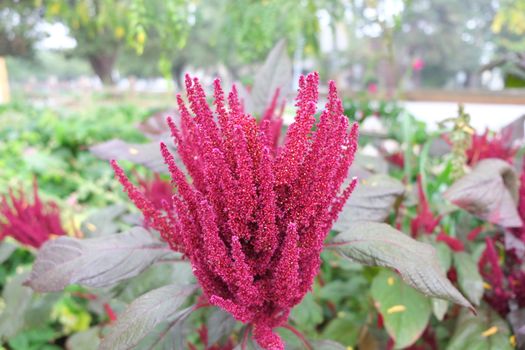 Bright pink astilbe flowers in full bloom on the plant in nature