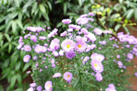 Pink and yellow aster flowers in a natural garden