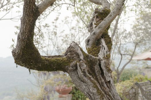 Tree and olive branches