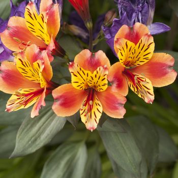 orange flowers with yellow petals