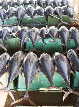 Yellow fin tuna at the fish market in General Santos City, The Philippines. Shallow depth of field with the first row of tuna in focus.