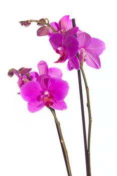 Purple orchid, isolated on white