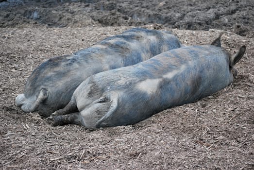 Hogs sleeping inside a pigpen outdoors.