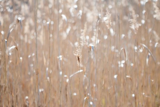 many blurred spikelets can be used as background