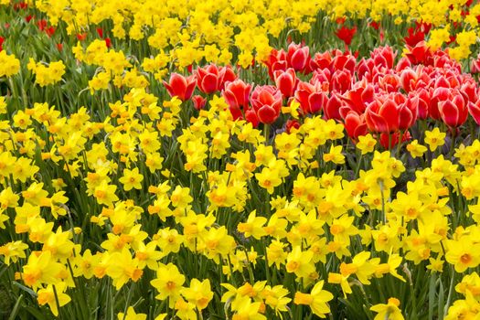 A spring field with spring flowers in Germany