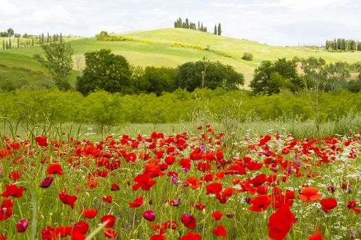spring in Tuscany, landscape with poppies