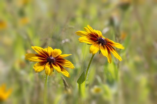 rudbeckia flowers