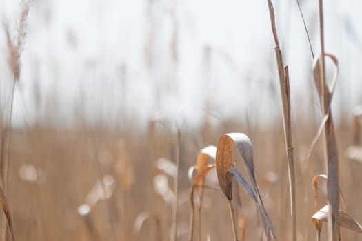 many blurred spikelets can be used as background