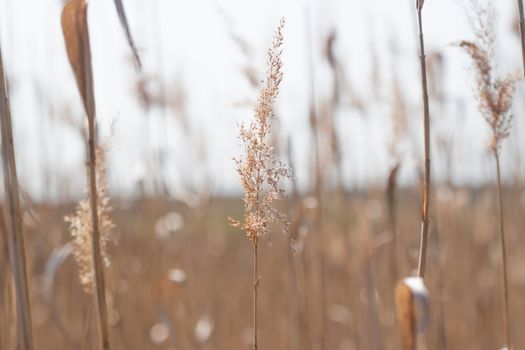 many blurred spikelets can be used as background