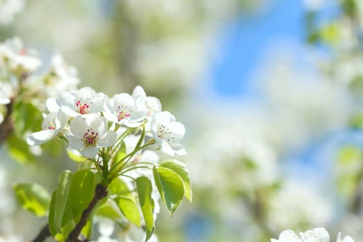 first white cherry flowers and green leaves