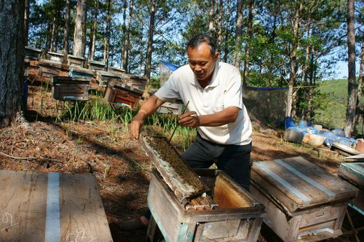 DA LAT, VIET NAM- MAY 3: Asia farmer with beekeeping, Vietnamese beekeeper take  beehive among jungle, honey is nutrition eating, bee working at bee nest in bee tank, Dalat, Vietnam, May 3, 2015