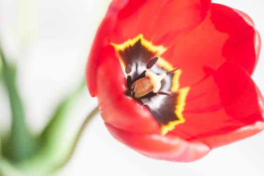 red tulip flower can be used as background