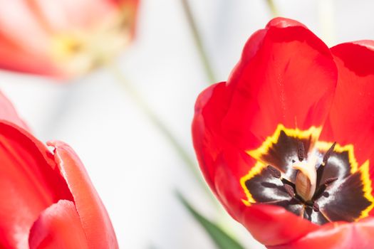 red tulip flowers can be used as background