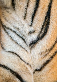 background textured of real bengal tiger fur