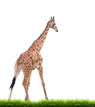 giraffe with green grass isolated on white background