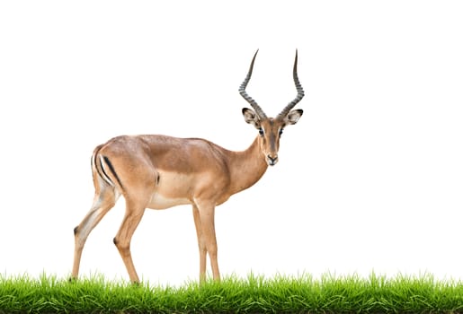 male impala with green grass isolated on white background
