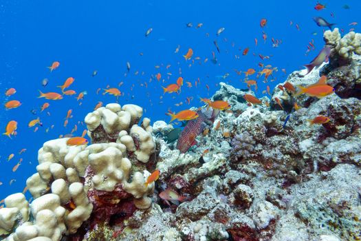 colorful coral reef with hard corals and exotic fishes at the bottom of tropical sea