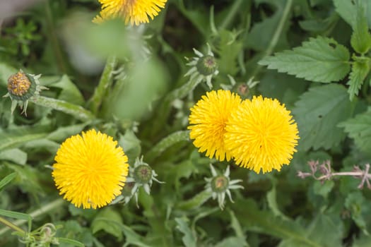 closeup yellow dandelions on green grass background