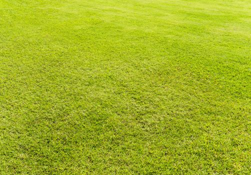 Empty Light Green Grass Field