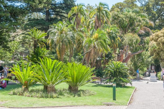 CAPE TOWN, SOUTH AFRICA - DECEMBER 18, 2014:  Cycads and palm trees in the Company Garden. The garden takes its name from the Dutch East India Company who first started the garden in 1652
