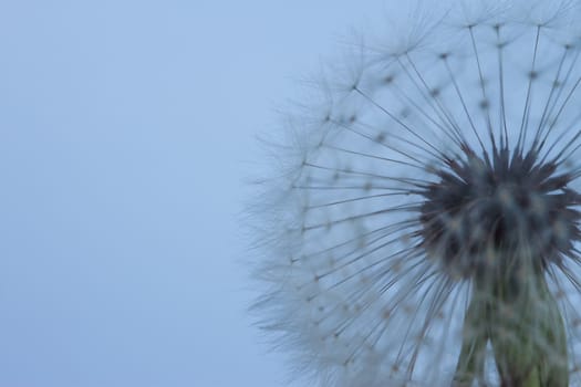 dandelion silhouette can be used as background