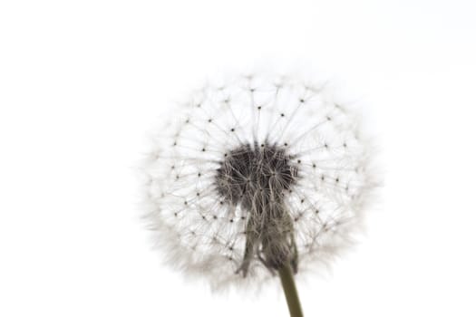 dandelion silhouette can be used as background