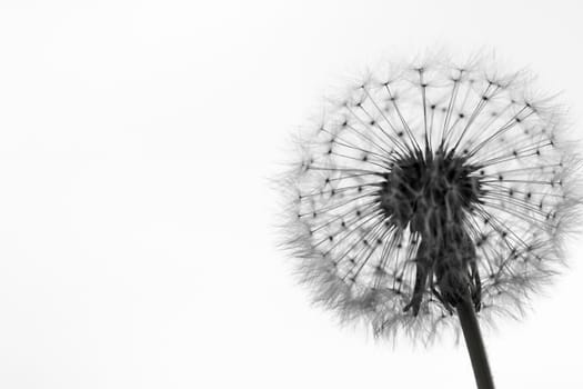 black and white dandelion silhouette can be used as background