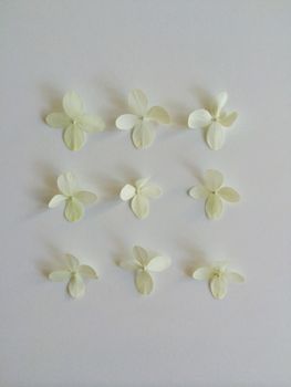 Nine white hydrangea flowers layed out in a three by three row and column pattern 