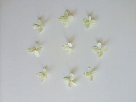 Nine white hydrangea flowers layed out in a circular pattern
