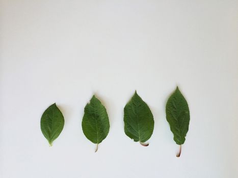 Four green leaves of different shapes and sizes in a row on a white surface