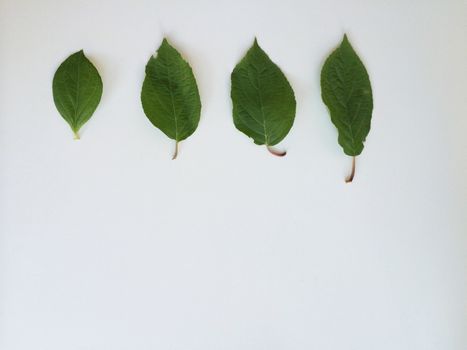 Four green leaves of different shapes and sizes in a row on a white surface