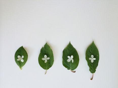 Four small green leaves layed out in a row with tiny white flowers placed on each one in a contrasting and fun manor
