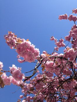 Soft pink flower blossoms of a cherry tree in full bloom on branches against a blue sky