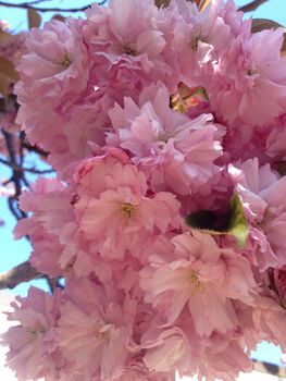 Soft pink flower blossoms of a cherry tree in full bloom 