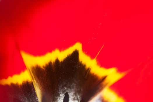 closeup of red tulip petals can be used as background